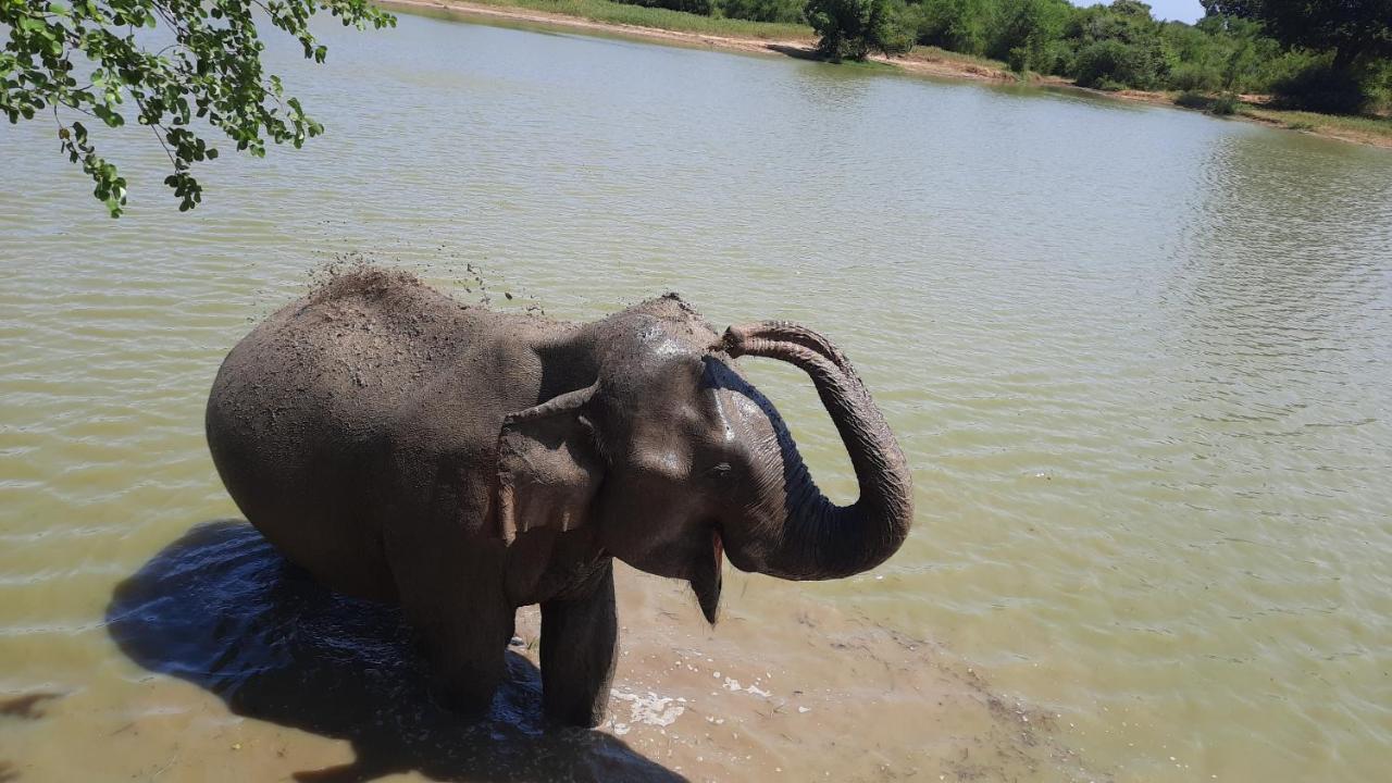 Wild Lake Side Udawalawe Eksteriør bilde